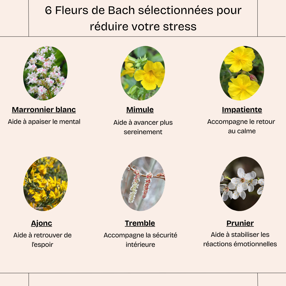 Calmez l’anxiété au quotidien – Fleurs de Bach