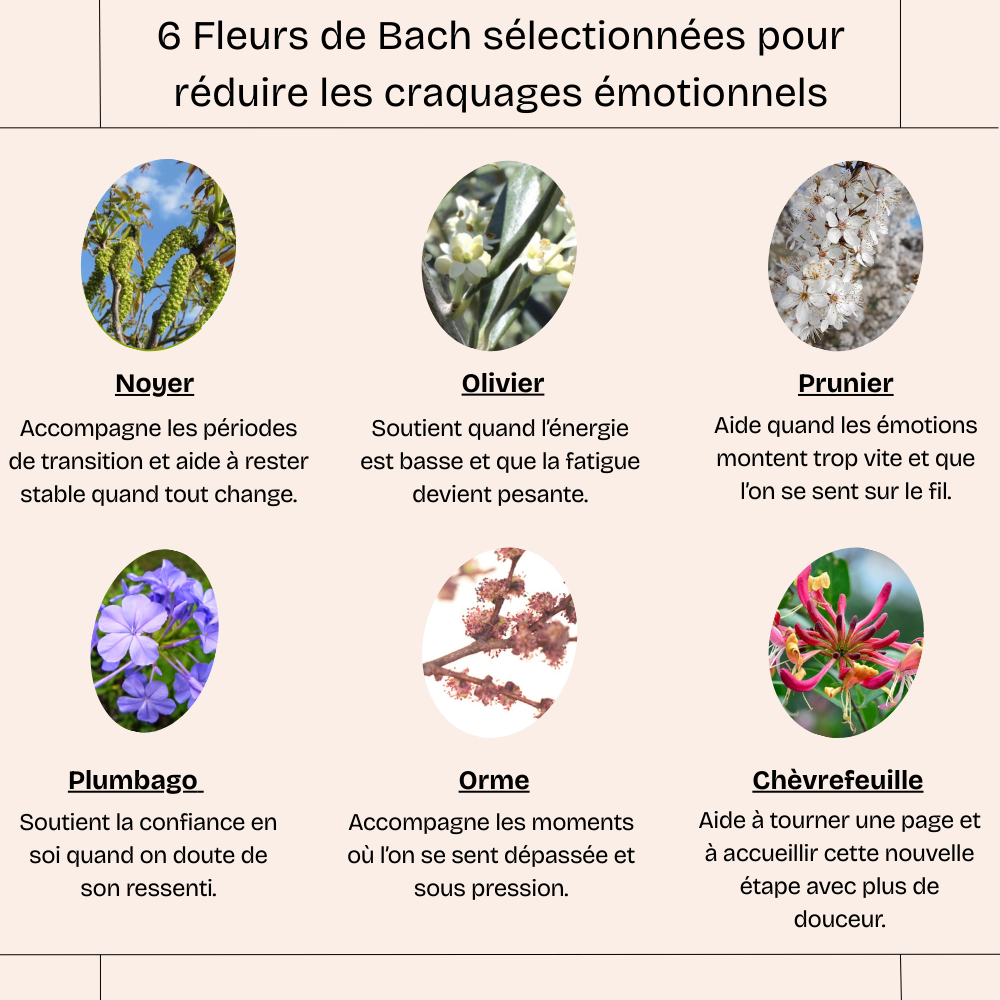 Apaiser la ménopause en stabilisant l'émotionnel - Fleurs de bach